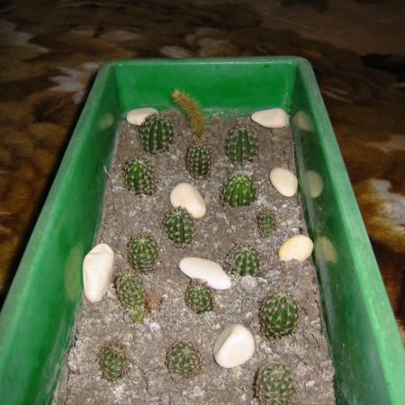 PUI DE CACTUS